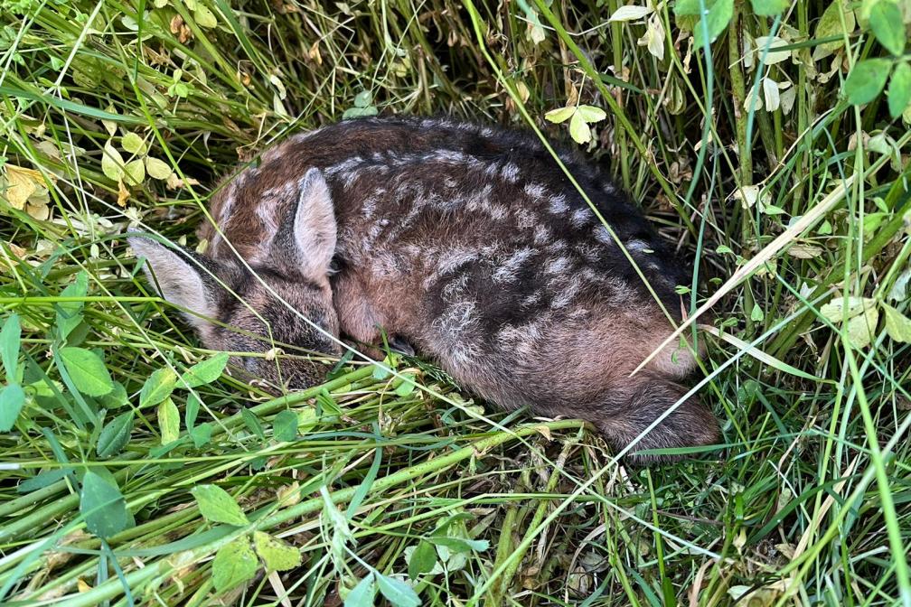 Kitz liegt in Wiese