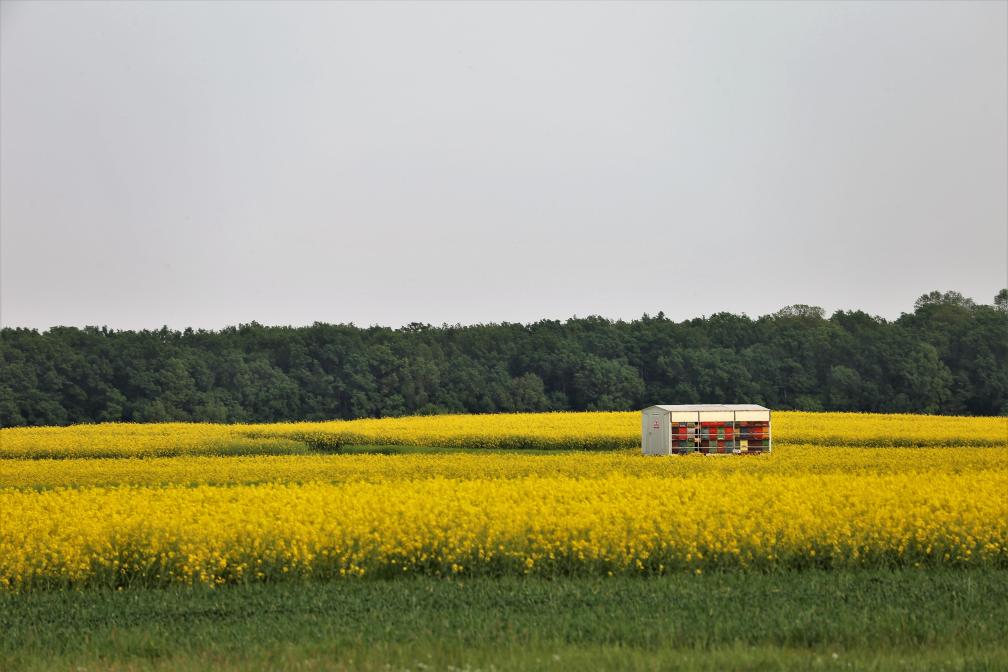 Bienenstock in Raps