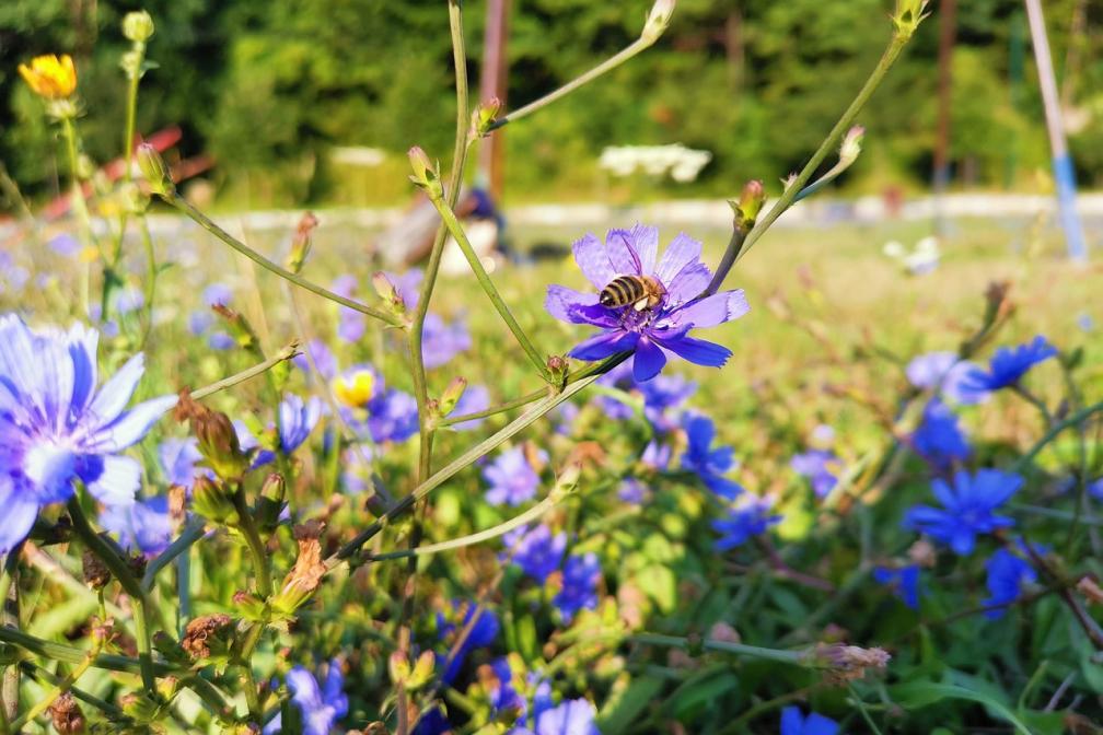 Biene auf einer Blume