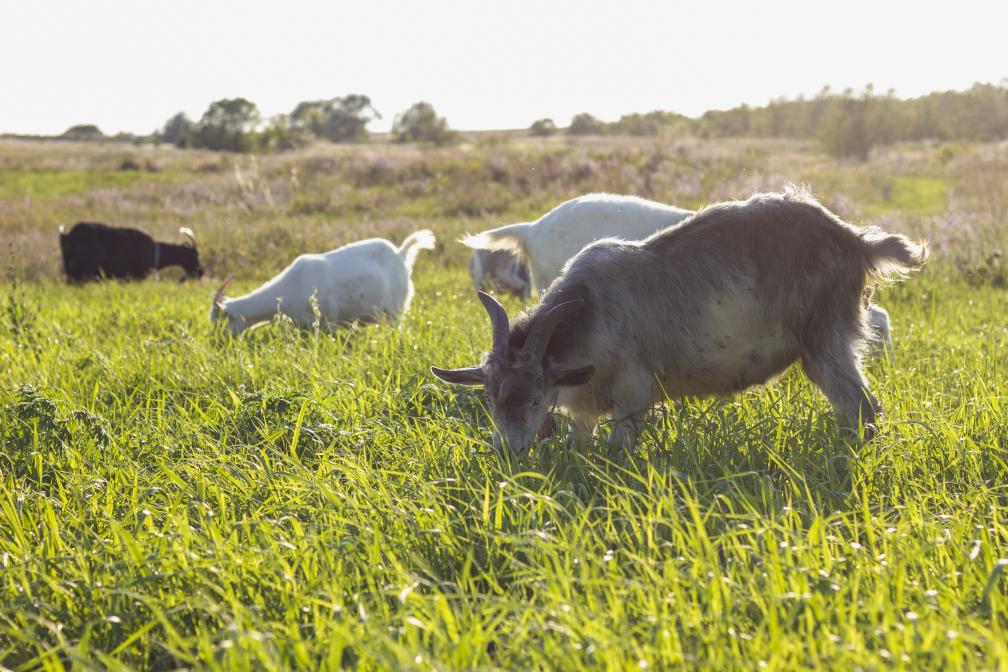 Ziegen grasen auf Weide