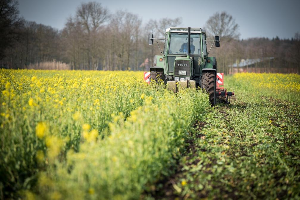 Schlepper bearbeitet Zwischenfrüchte