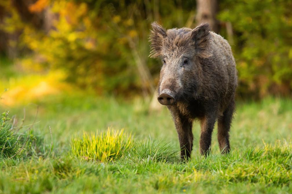 Wildschwein