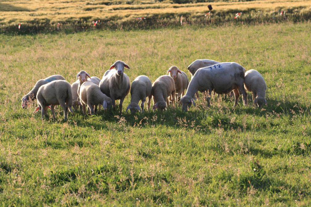 Schafe auf der Weide