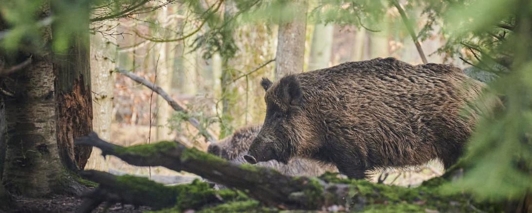 Wildschwein