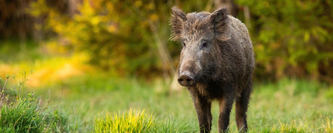 Wildschwein